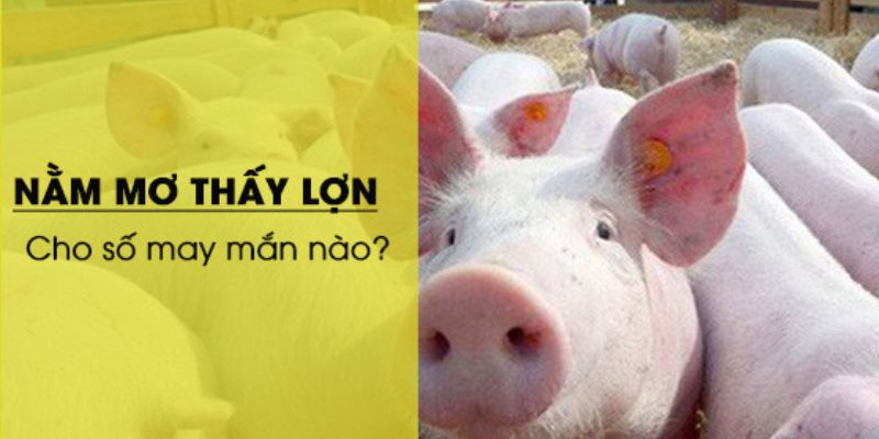 nằm mơ thấy heo đánh số gì